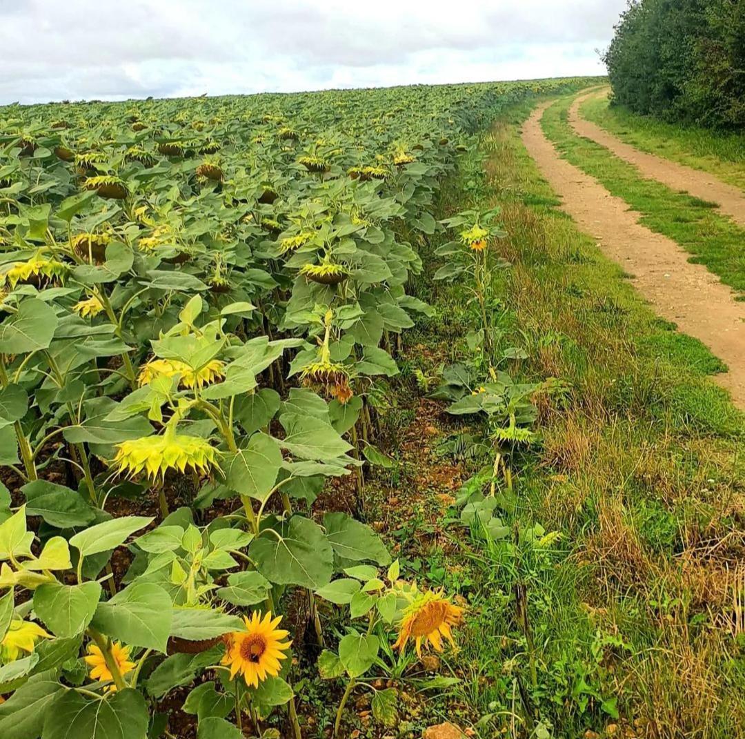 Vakantiehuis French Countryside Near Paris! *